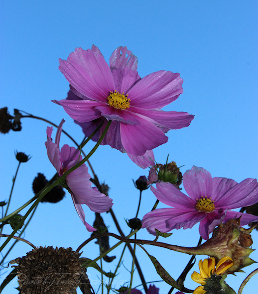 cosmos tangle photo by tori beveridge 