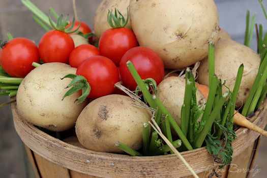 fresh from the garden photo by Tori Beveridge